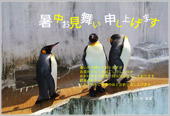 3羽のペンギン 暑中見舞い